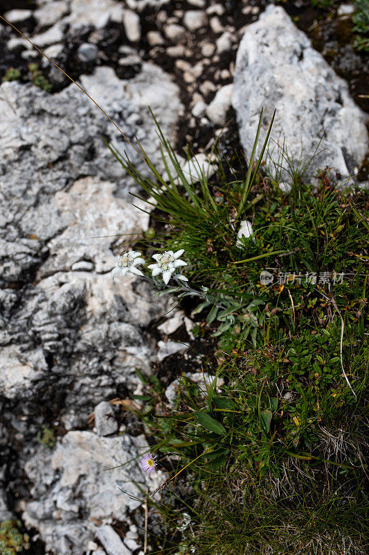 意大利特伦蒂诺上阿迪杰:在奥德尔Puez Odle自然公园的Val Gardena的Dolomites - Seceda徒步旅行，一群雪绒花，Leontopodium Nivale